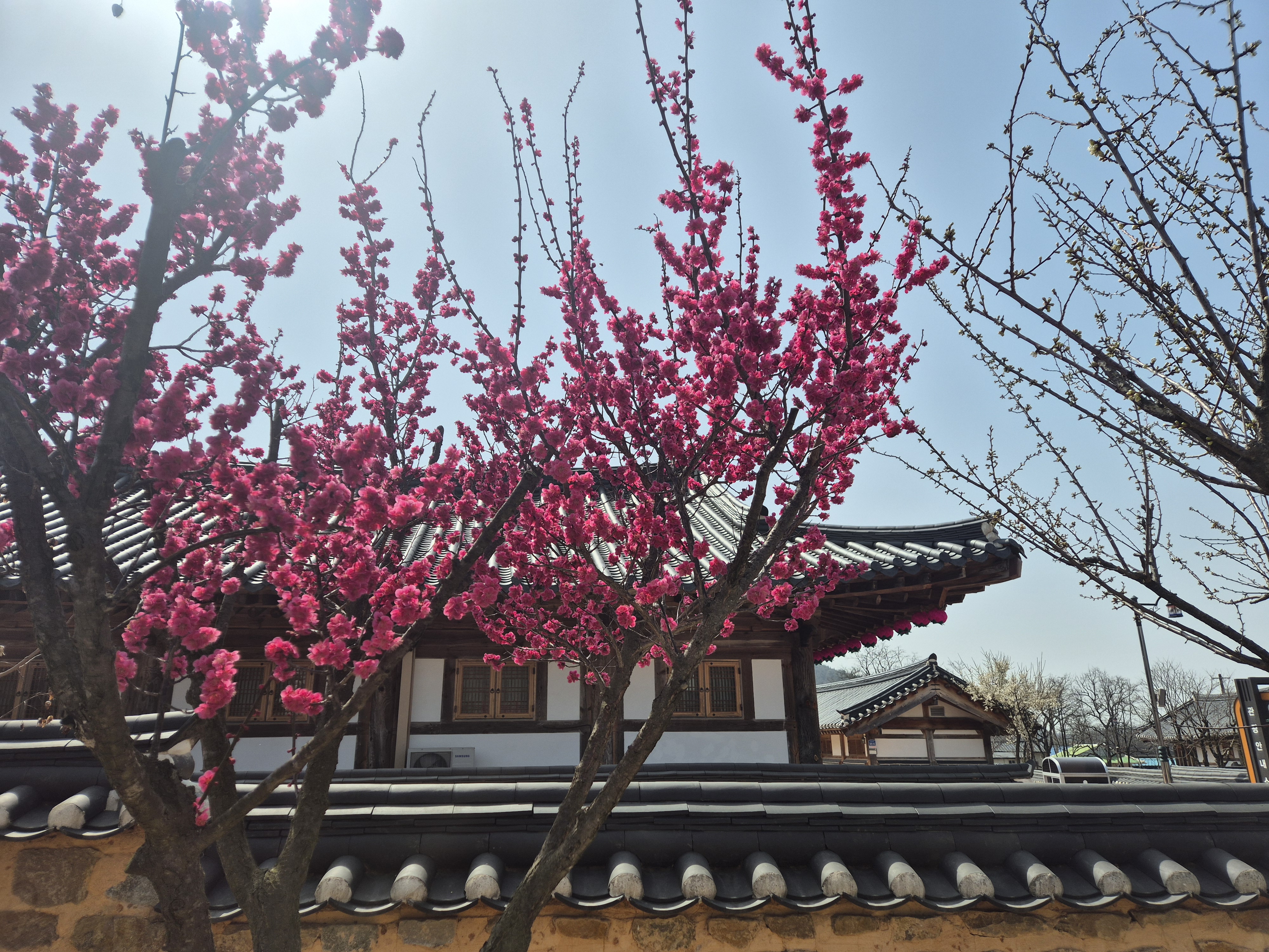 초전지에 온 봄 첨부 이미지