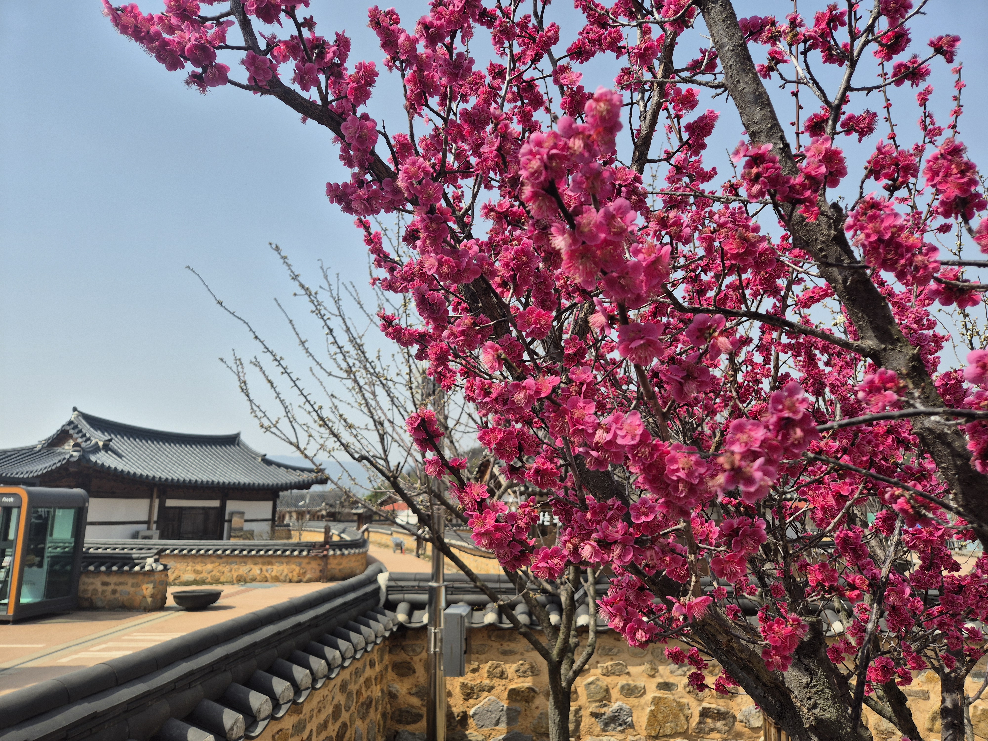 초전지에 온 봄 첨부 이미지