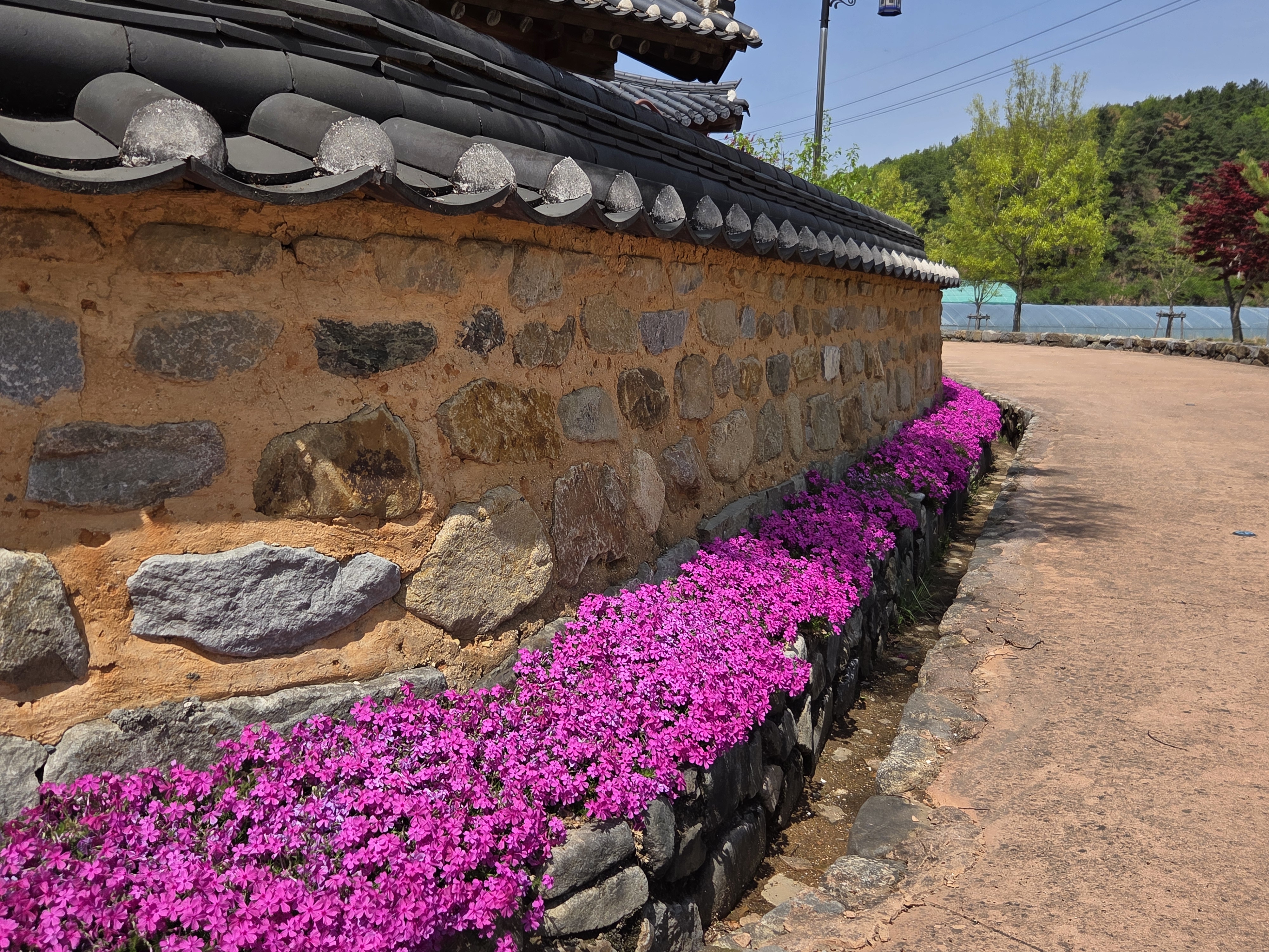 꽃잔디 첨부 이미지