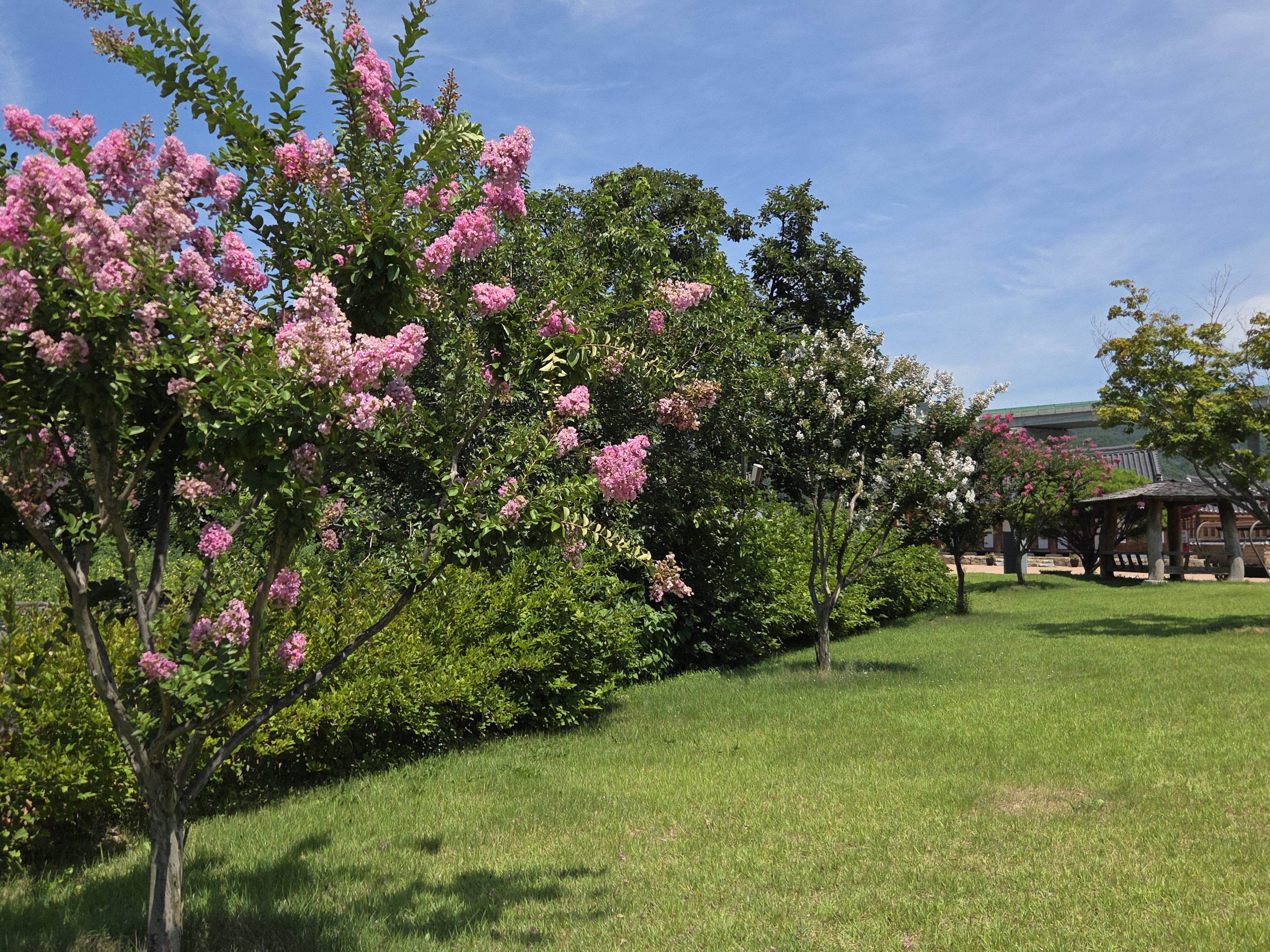 초전지의 여름 첨부 이미지