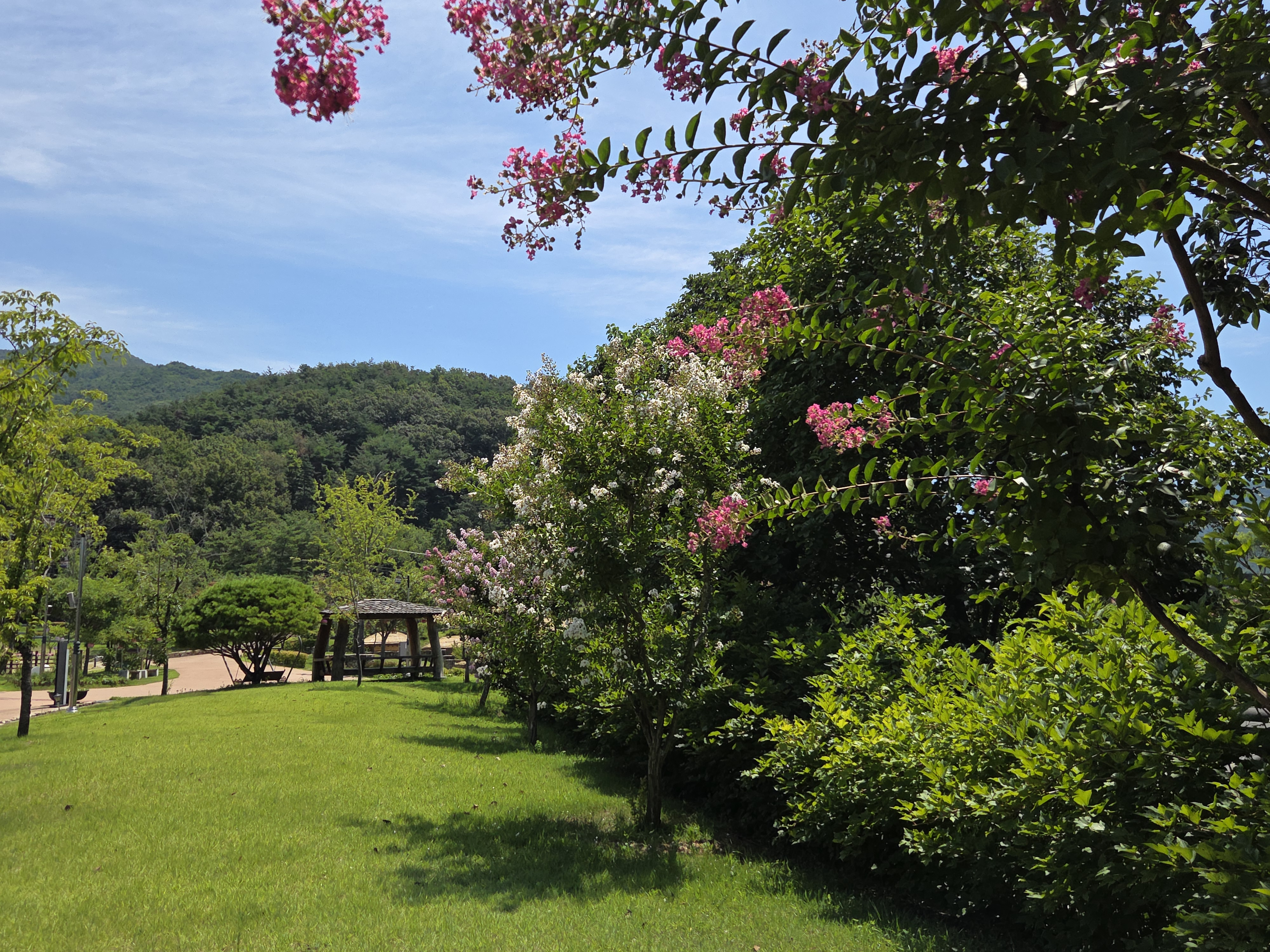 초전지의 여름 첨부 이미지