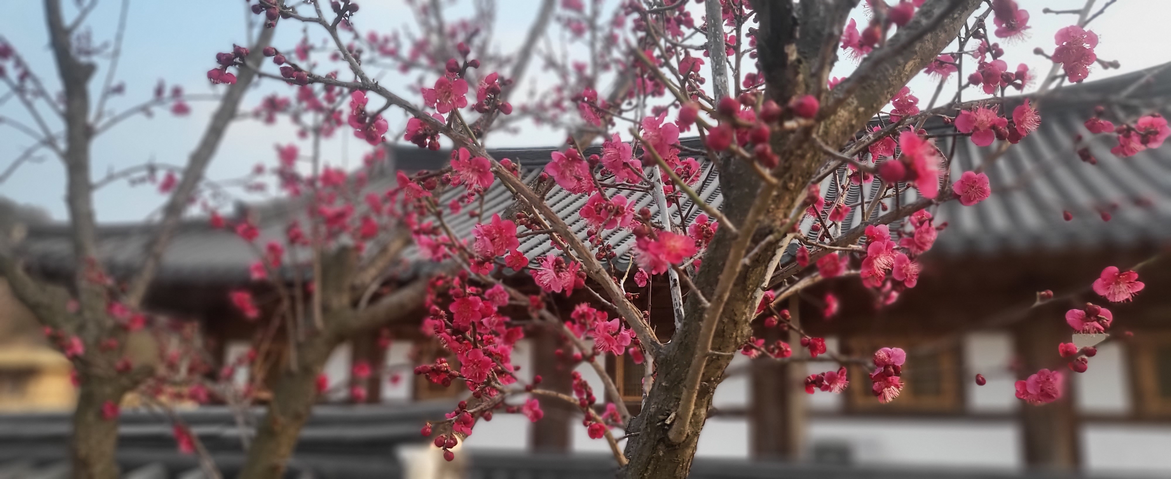 초전지 홍매화 첨부 이미지