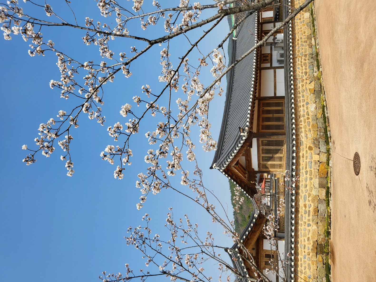 초전지 벚꽃 첨부 이미지