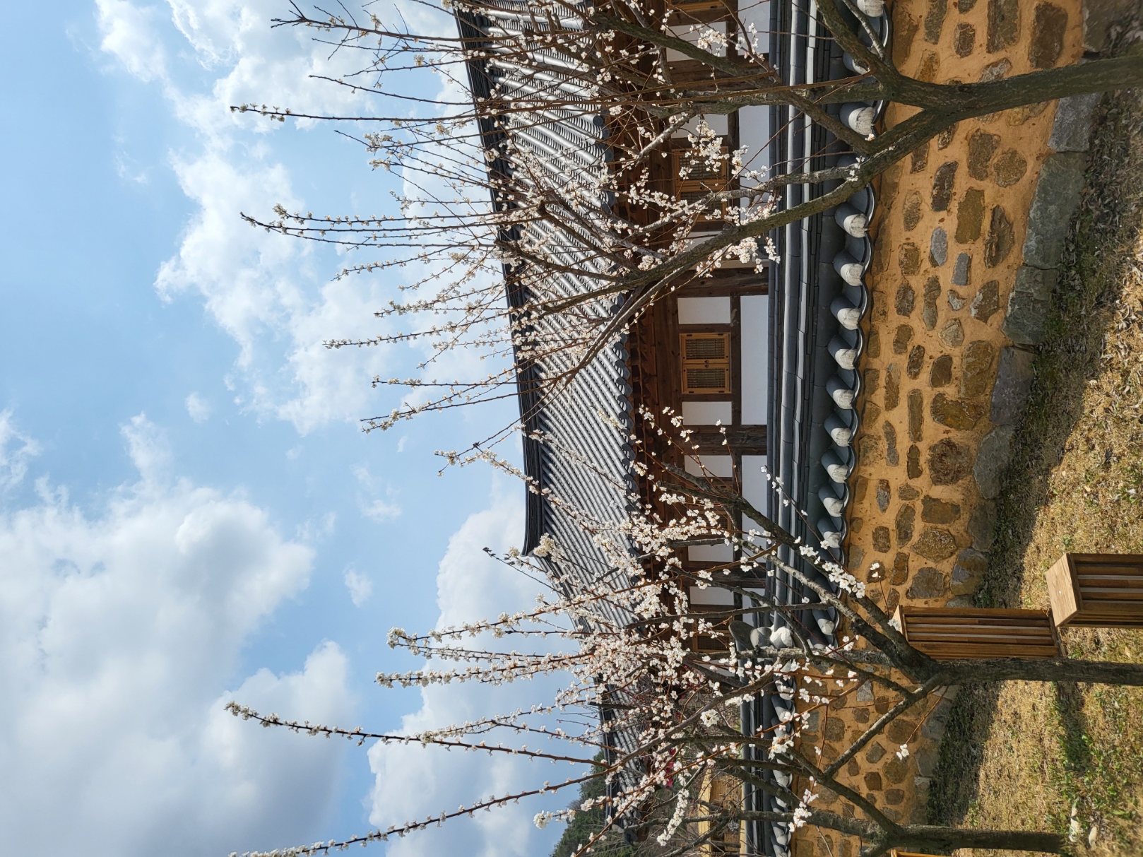 초전지 벚꽃 첨부 이미지