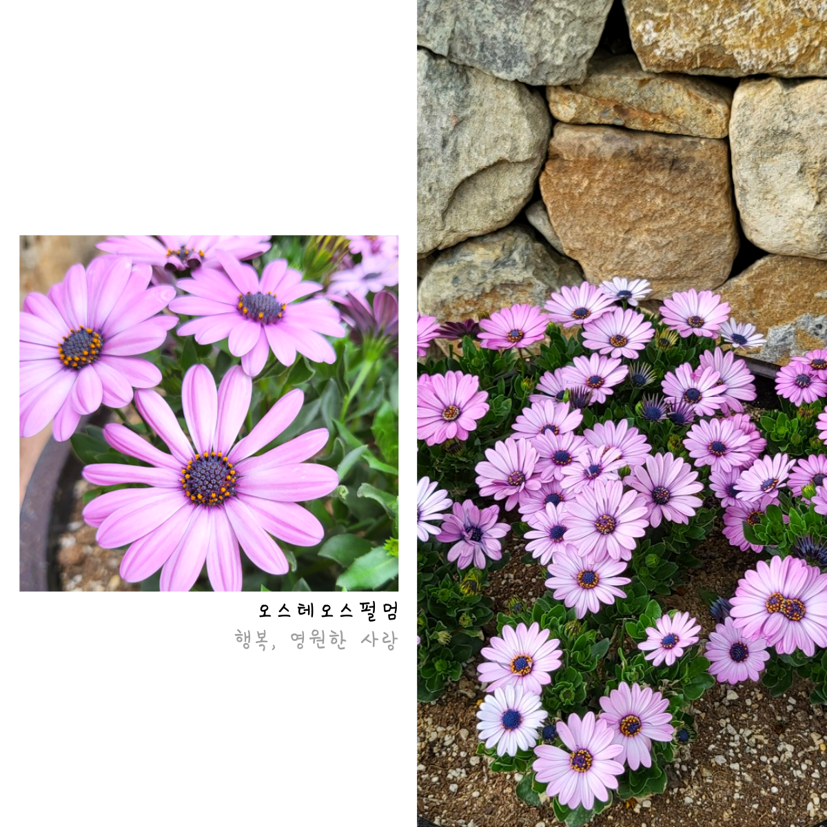 꽃 구경 가자! 첨부 이미지