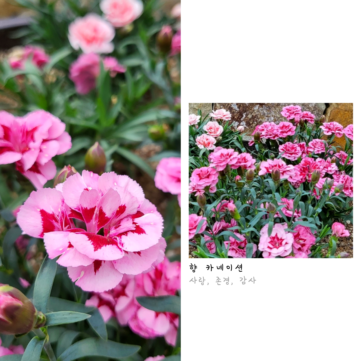 꽃 구경 가자! 첨부 이미지