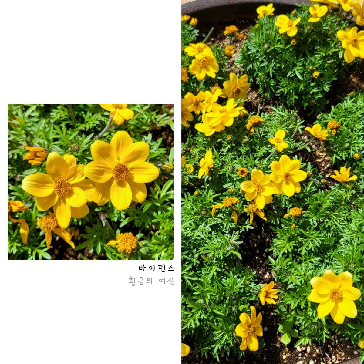 꽃 구경 가자! 첨부 이미지