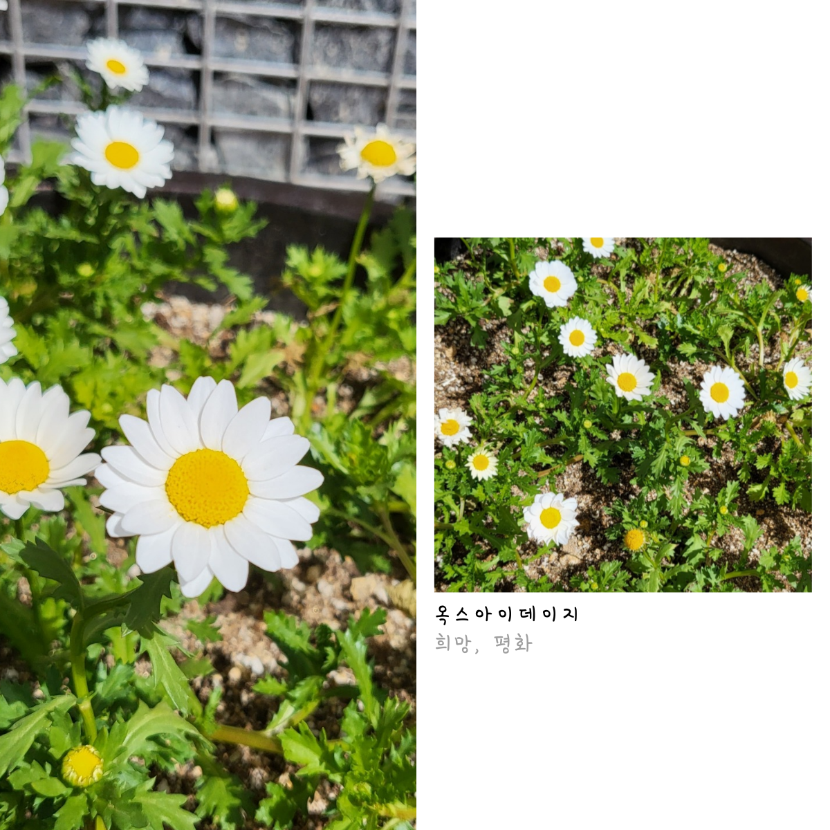 꽃 구경 가자! 첨부 이미지