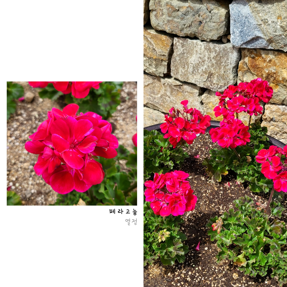 꽃 구경 가자! 첨부 이미지