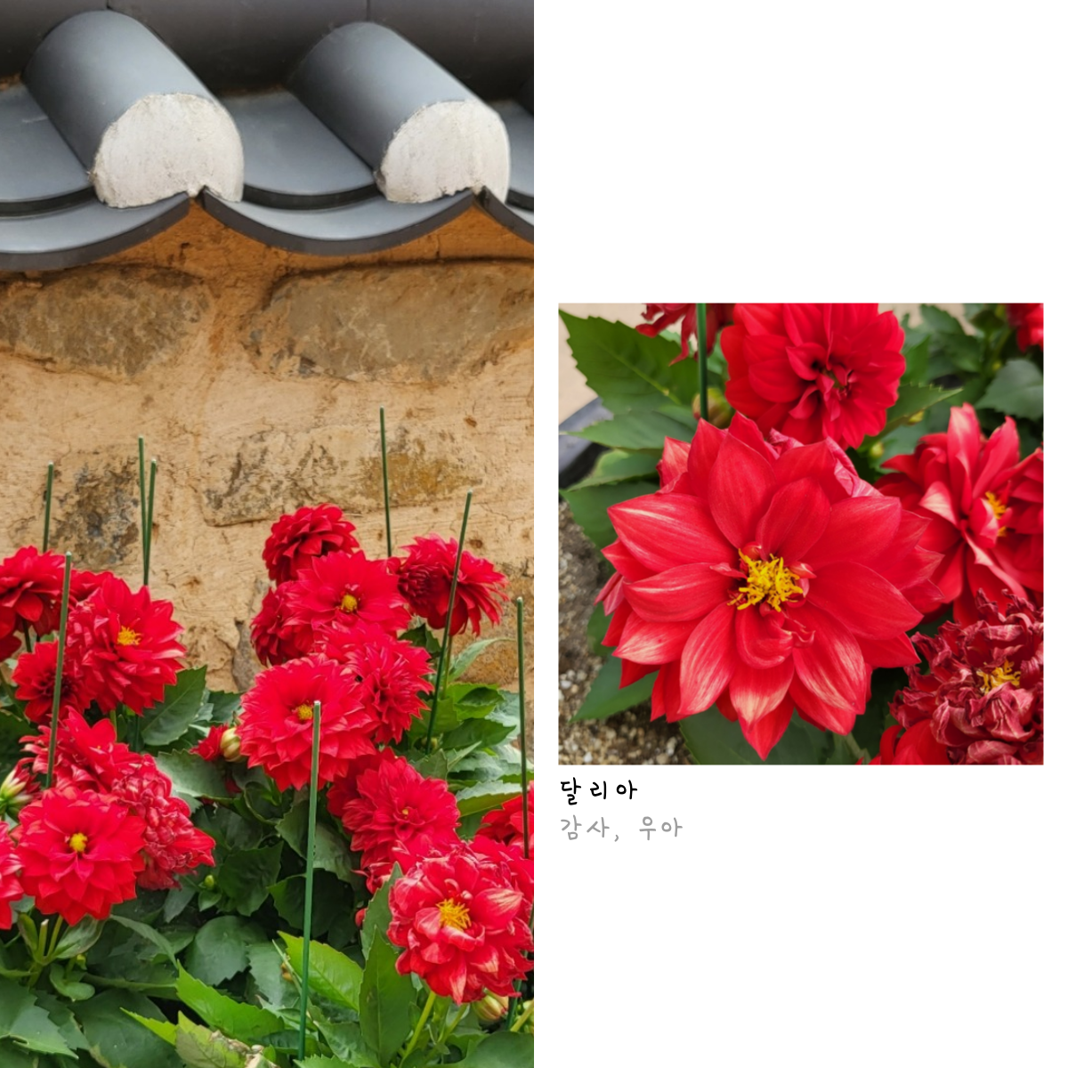 꽃 구경 가자! 첨부 이미지