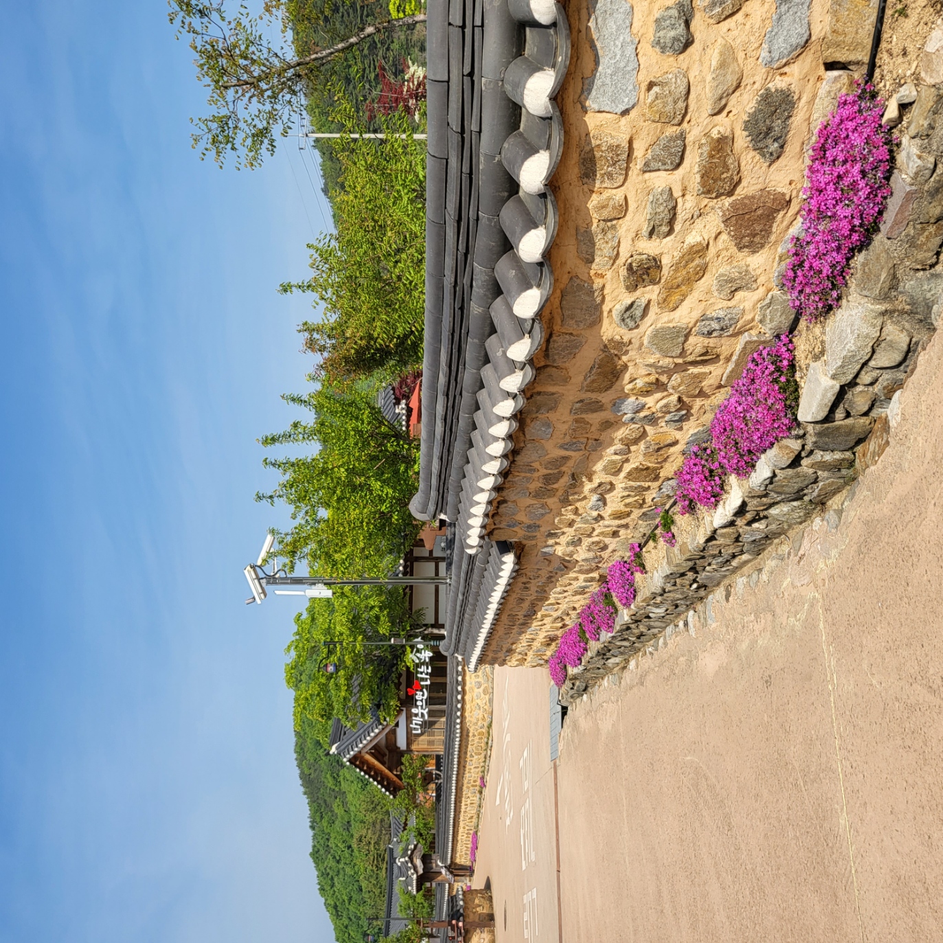 꽃잔디 첨부 이미지