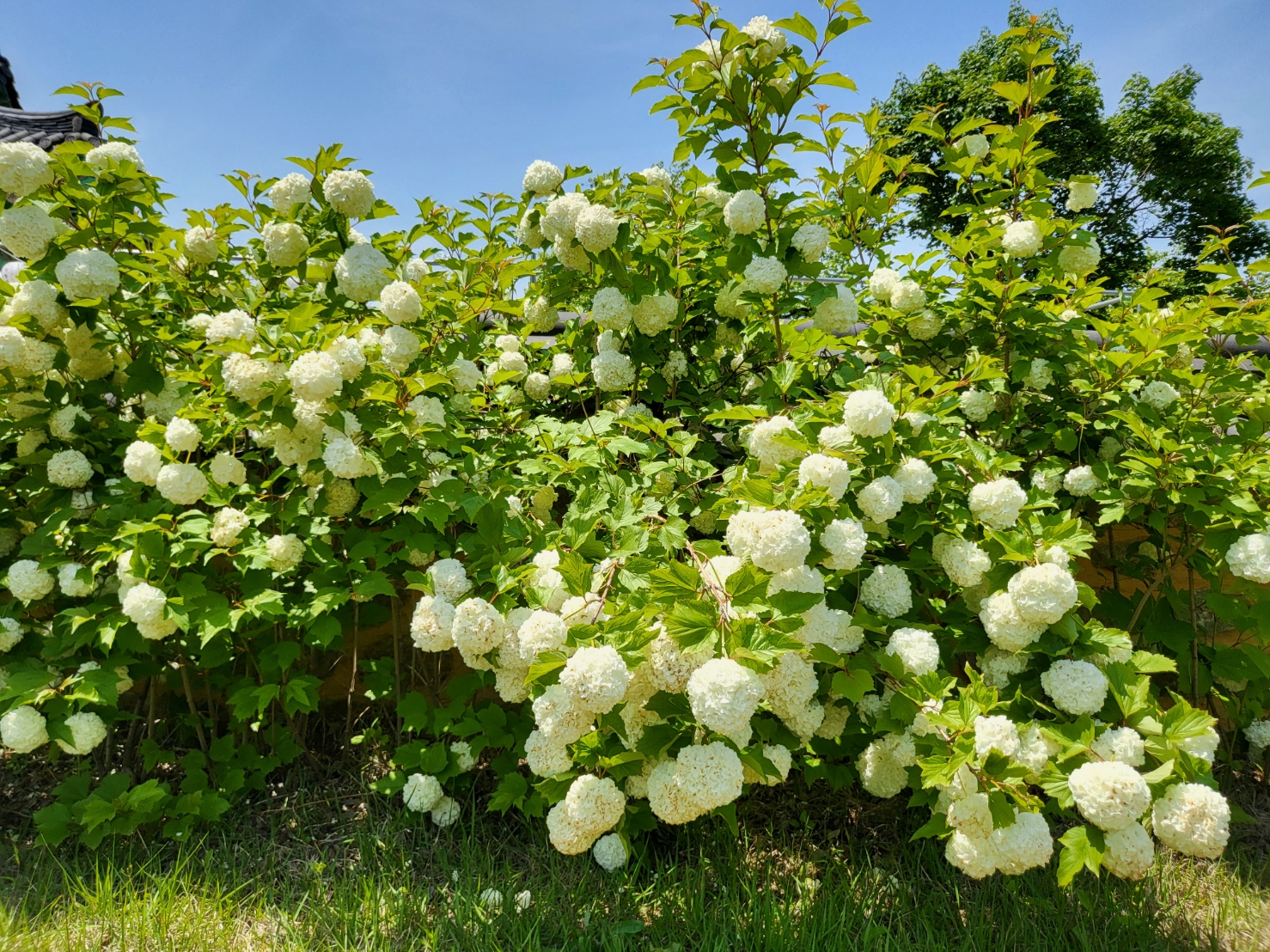 불두화 첨부 이미지