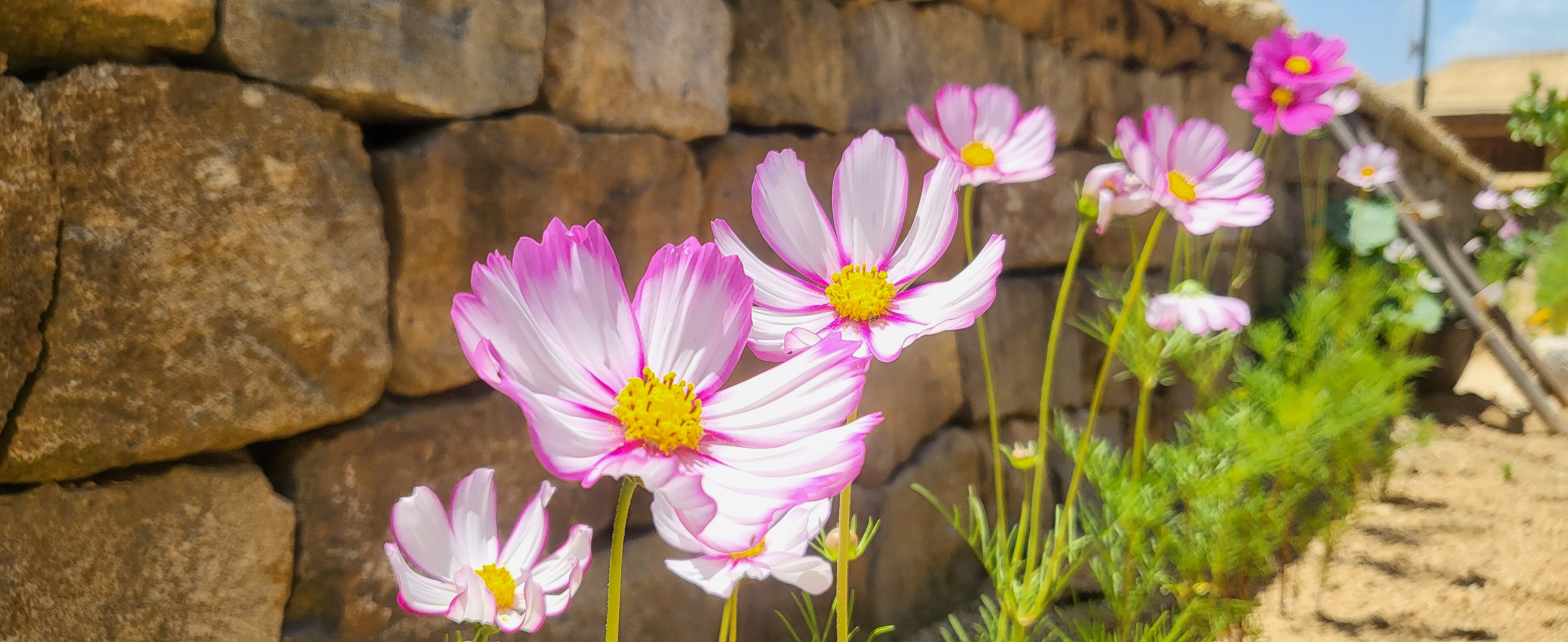 꽃 보러 가자~ 첨부 이미지