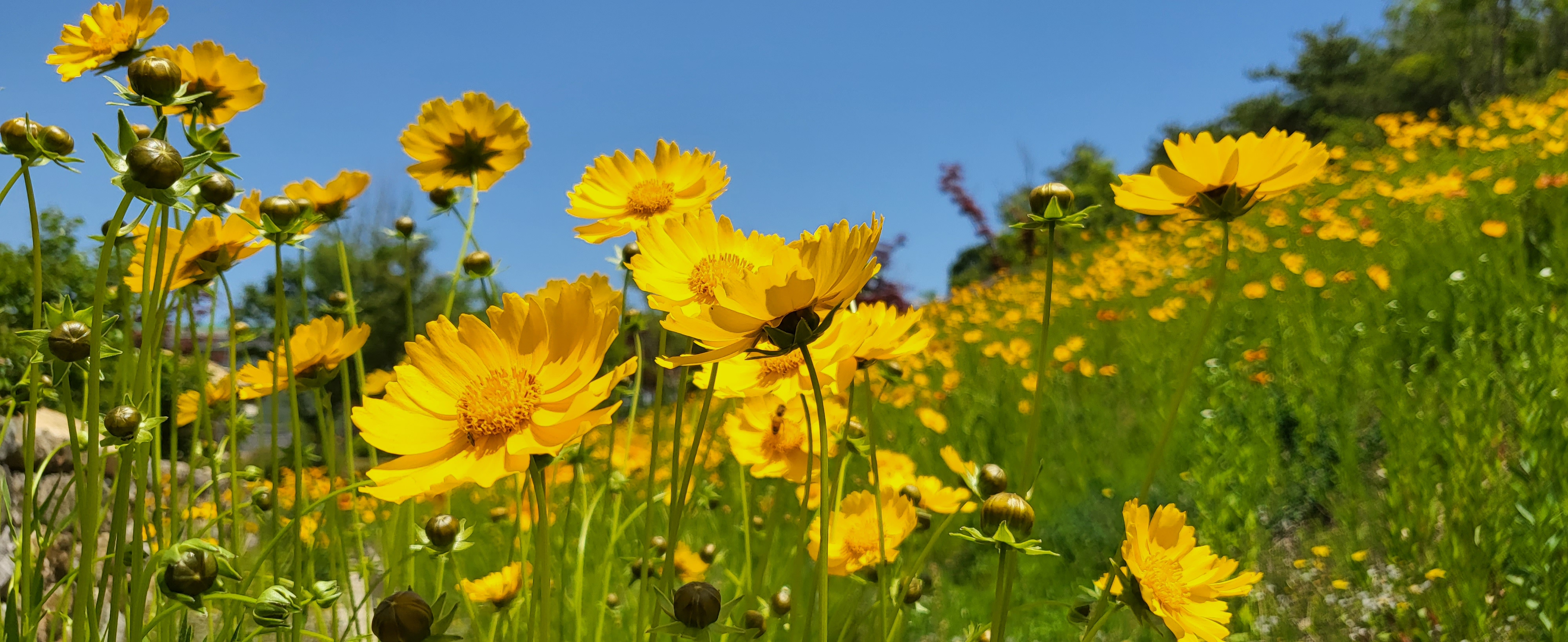 꽃 보러 가자~ 첨부 이미지