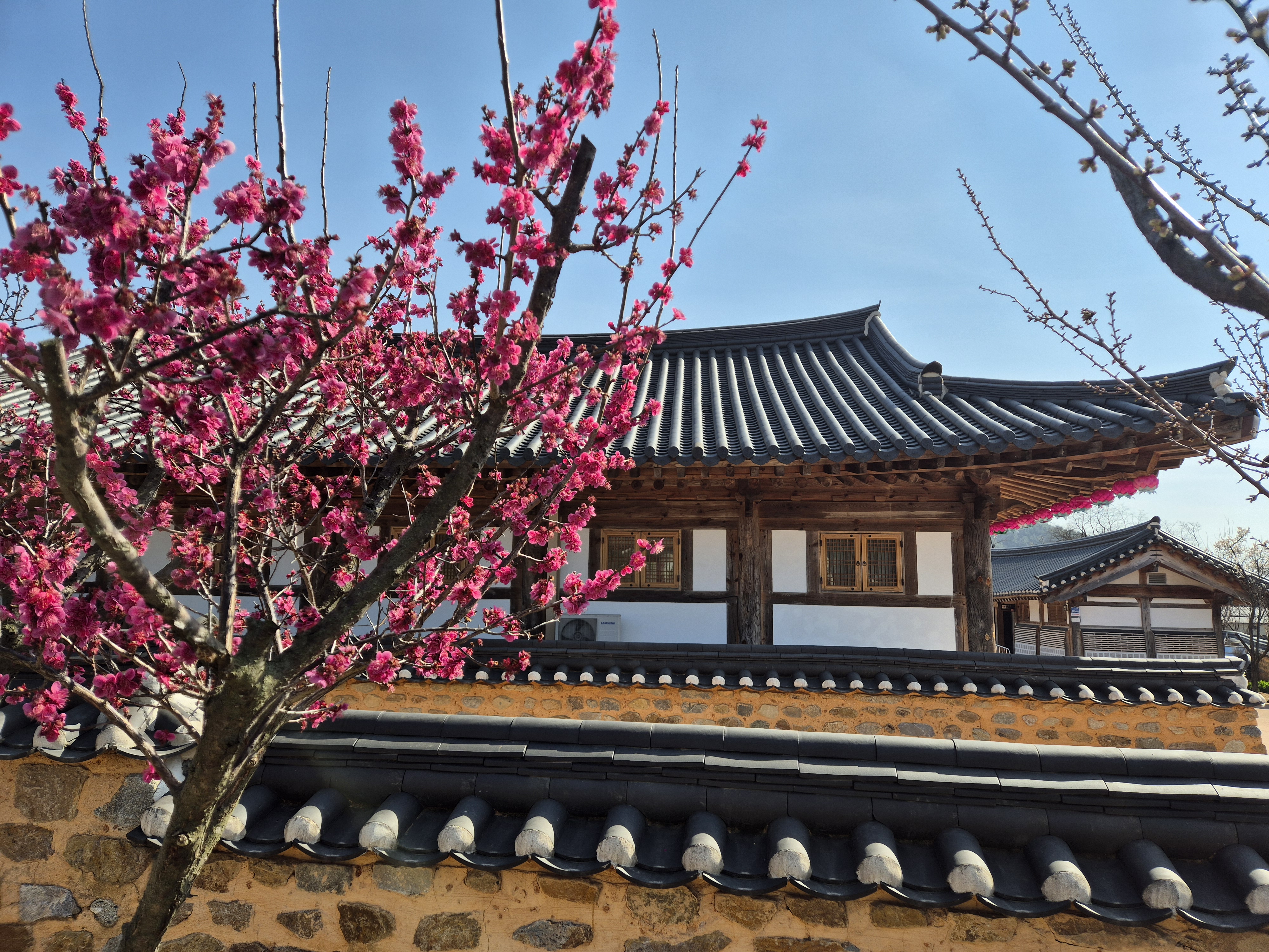 2024년 홍매화 첨부 이미지