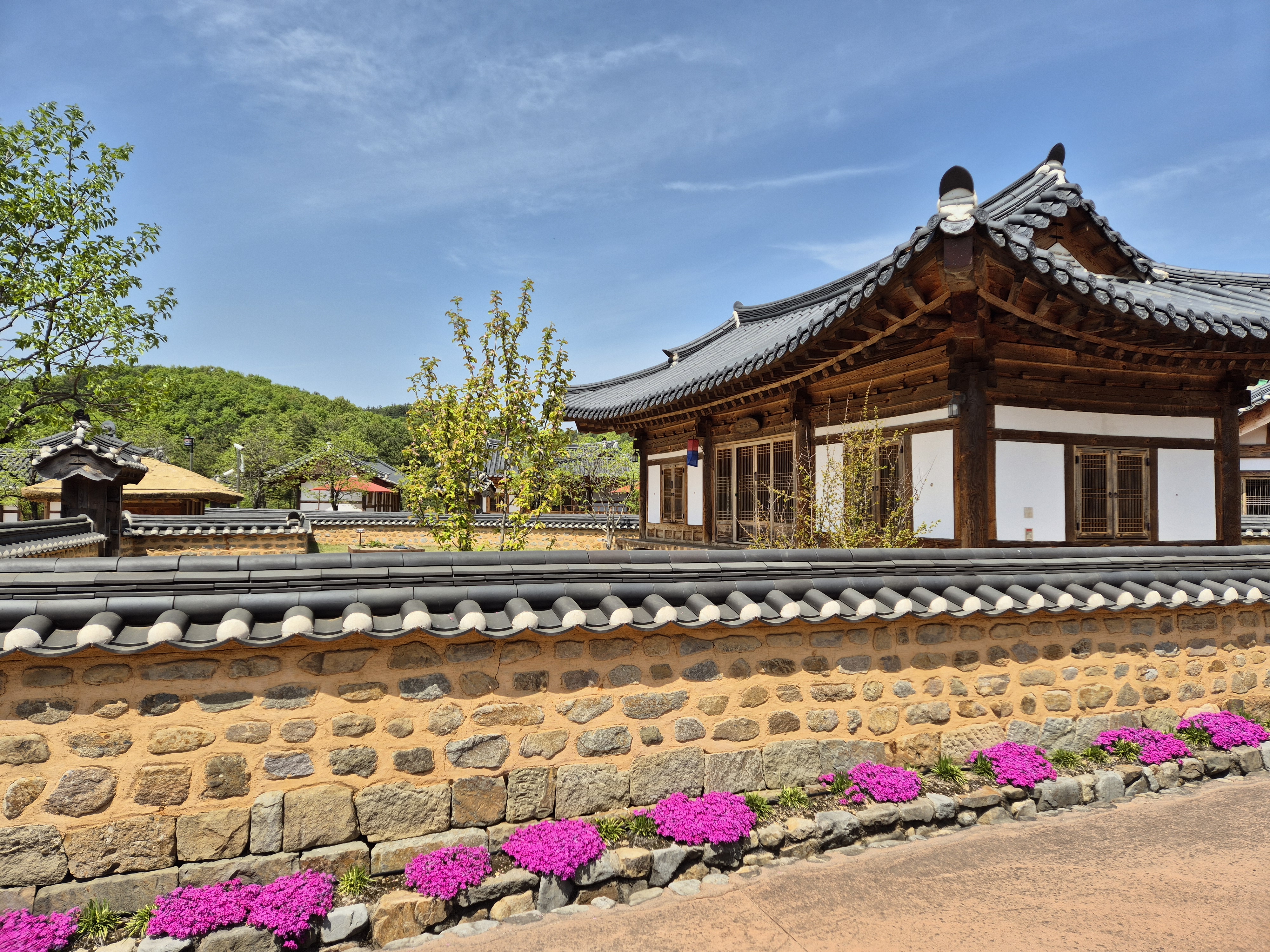 꽃잔디 첨부 이미지